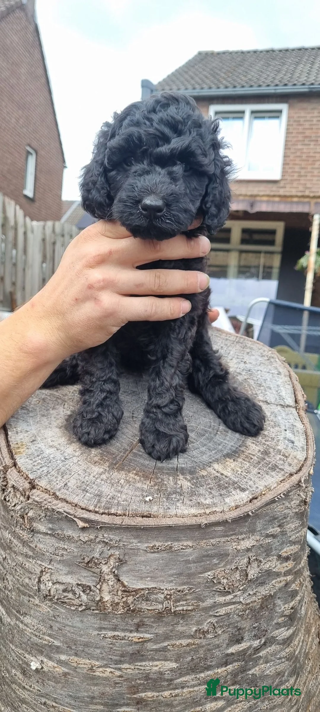 Labradoodle honden te koop: Mooie mini tot medium echt zwart pupjes - Advertentie 2
