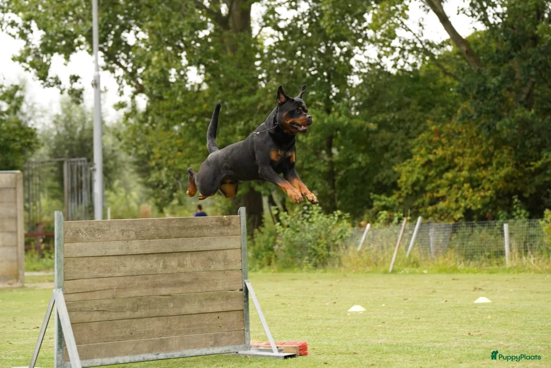 Rottweiler honden te koop: Sociale Rottweiler pups verwacht - Advertentie 5
