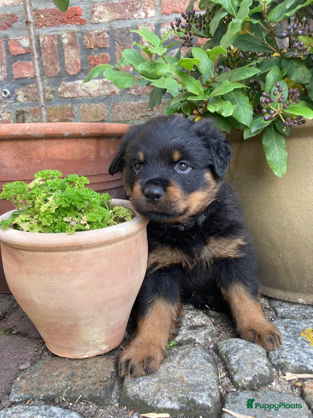 Rottweiler honden te koop: Mooie Rottweiler pups - Afbeelding 9