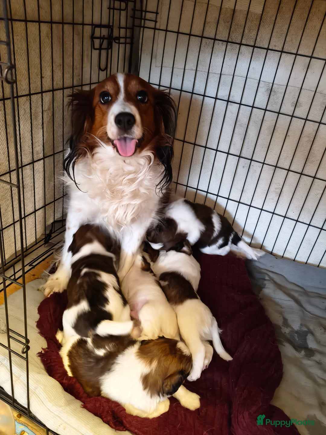 Kooikerhondje honden te koop: Lieve Kooikerpups beschikbaar reserveren nu  - Advertentie 1