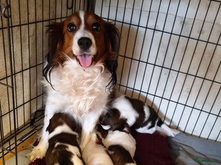 Kooikerhondje honden Lieve Kooikerpups beschikbaar reserveren nu - Advertentie 2