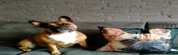 Franse Bulldog honden te koop: Fr bulldog puppy's uit geteste ouders - Advertentie 3