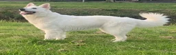 Zwitserse Witte Herdershond honden te koop: Zwitserse witte herder pups - Advertentie 1