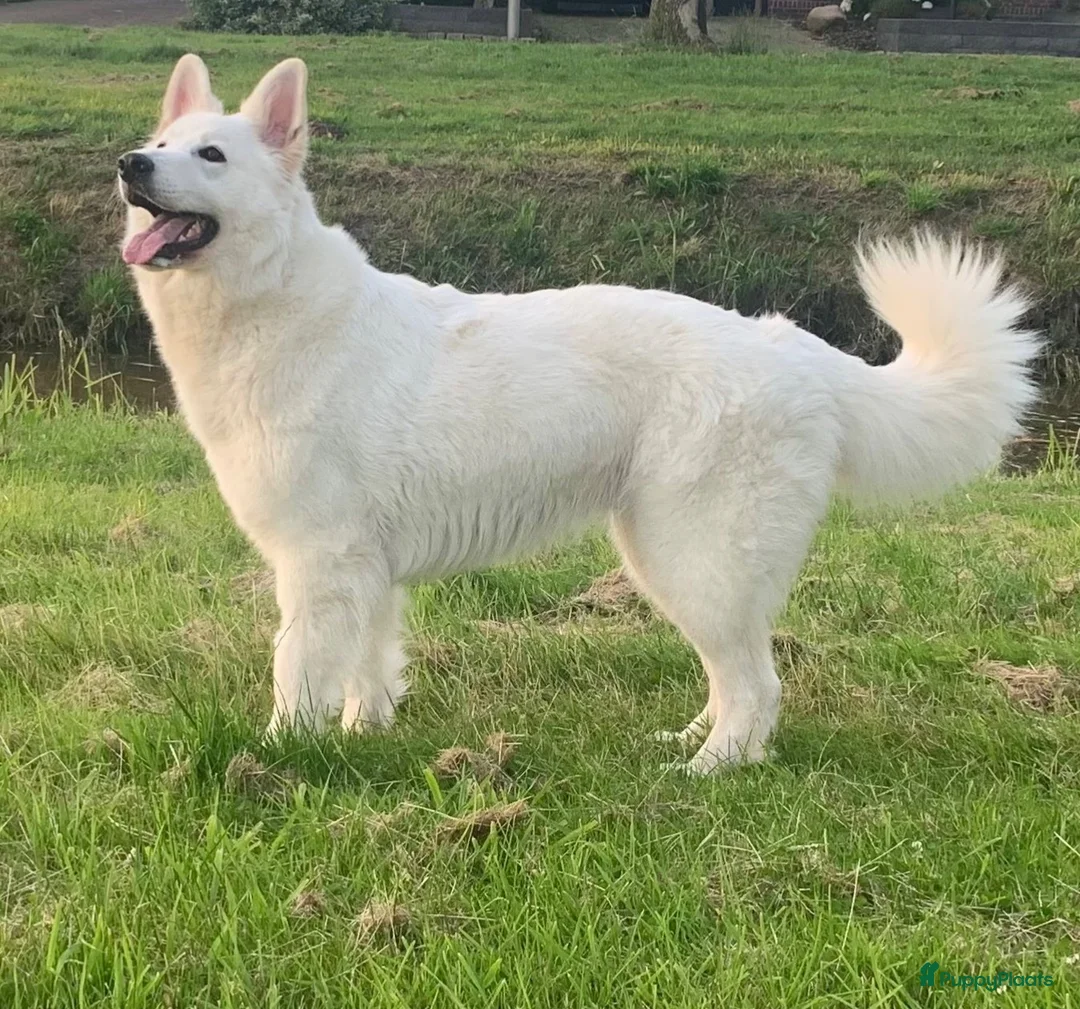 Zwitserse Witte Herdershond honden te koop: Zwitserse witte herder pups - Advertentie 1