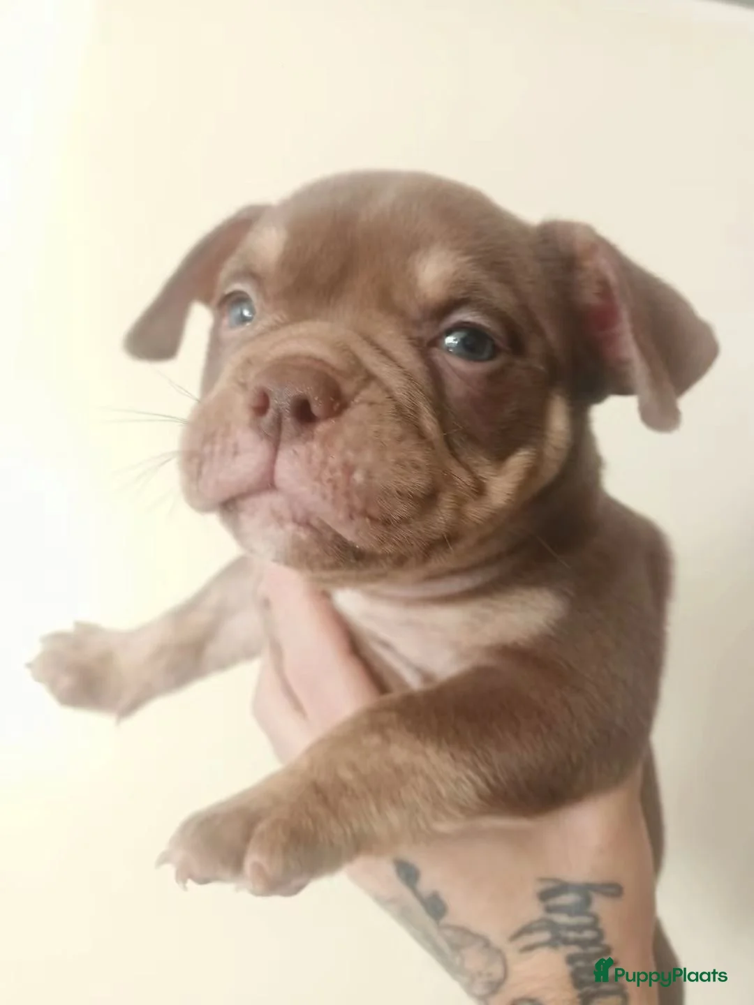 Amerikaanse Bully honden te koop: Micro bully’s  - Advertentie 3