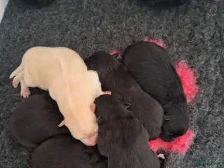 Pomeriaan honden Nog 2 zwarte pomeriaan/dwergkees reutjes - Advertentie 2