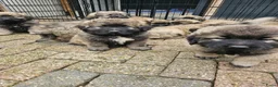 Kaukasische Owcharka honden te koop: Schitterende Kaukasische Owcharka pups 🔥🔥 - Advertentie 9