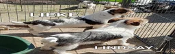 Jack Russel Terriër honden te koop: Gezonde raszuiver gefokt Jack Russel pups laagbeen - Advertentie 12