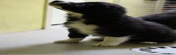 Border Collie honden te koop: Super Schattige border collie pups te koop - Advertentie 18