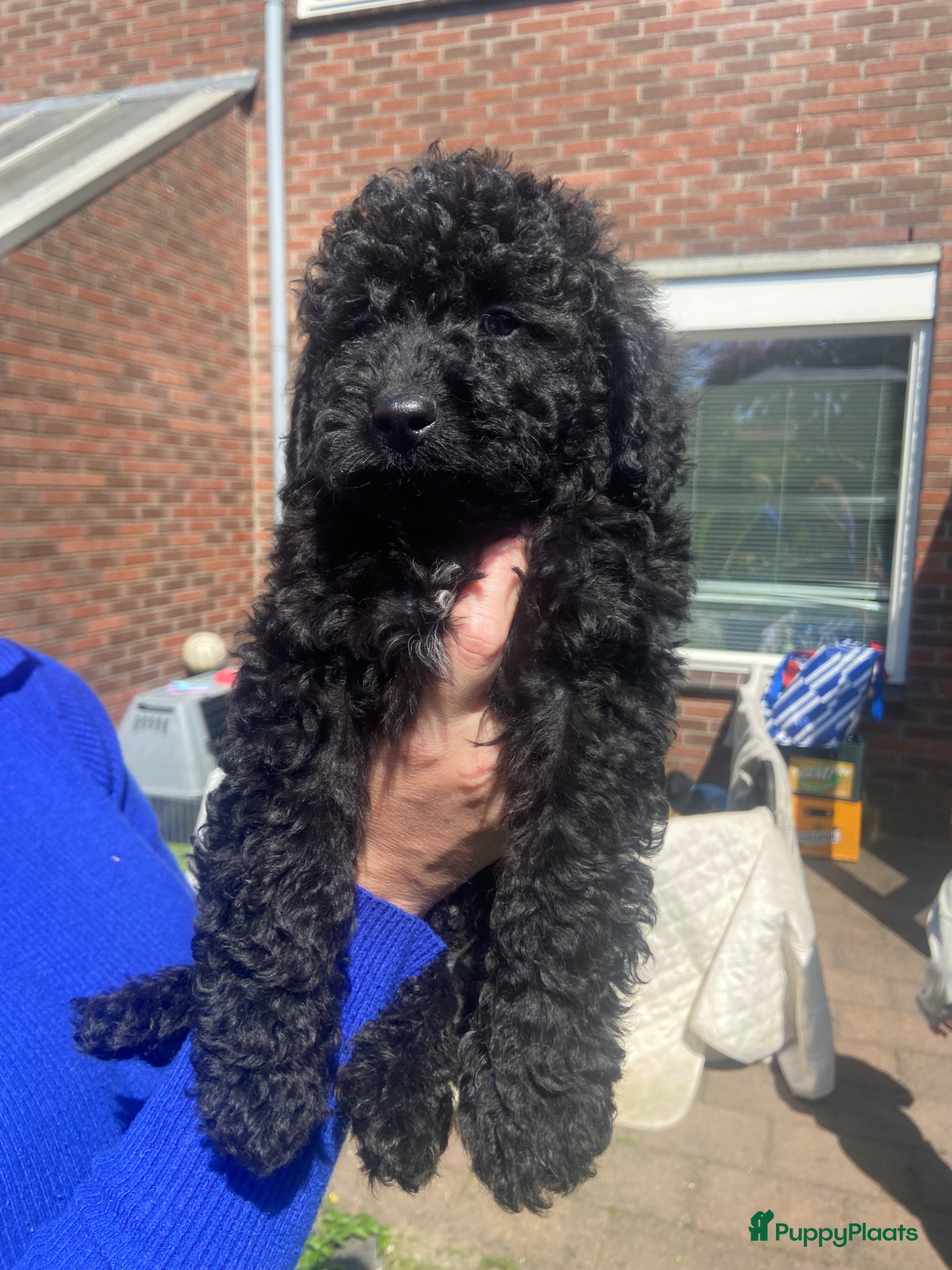 Dwergpoedel honden dwergpoedel pups zwart - Advertentie 1