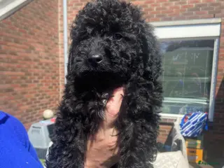 Dwergpoedel honden dwergpoedel pups zwart - Advertentie 1