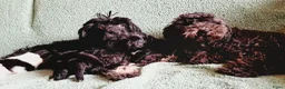 Kruising honden te koop: 3 teefjes Toy Multipoo - Advertentie 12