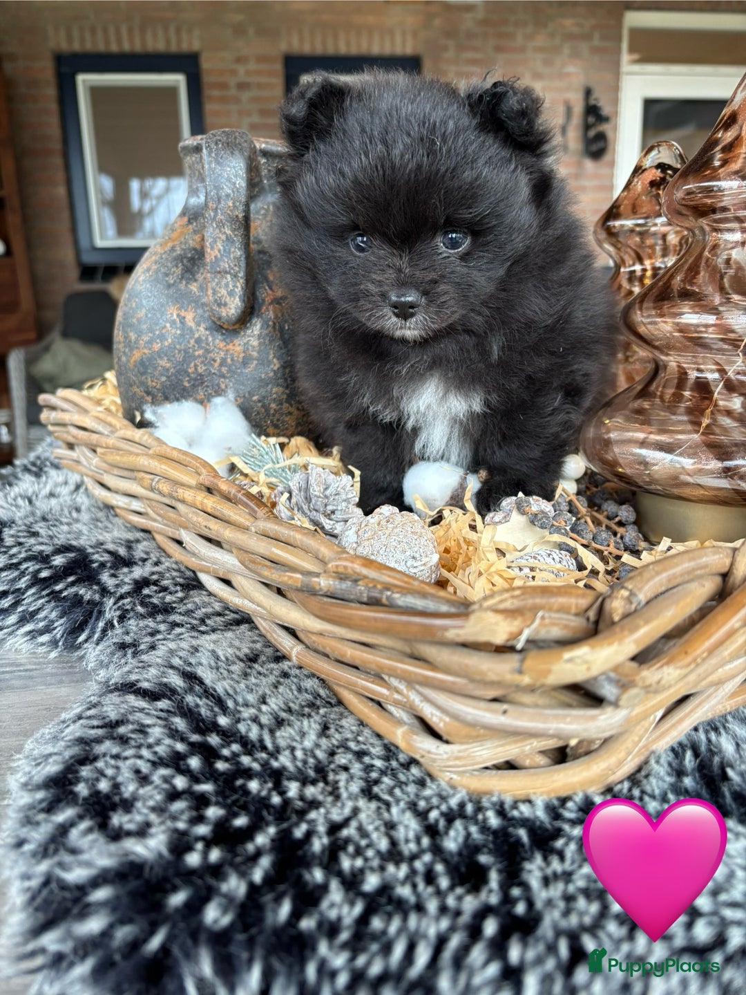 Pomeriaan honden te koop: Pomeriaan pups - Advertentie 14