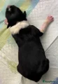 Border Collie Puppy 3