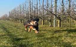 Kruising honden te koop: Onze lieve Boulab puppy’s zijn te koop in Buren - Afbeelding 4