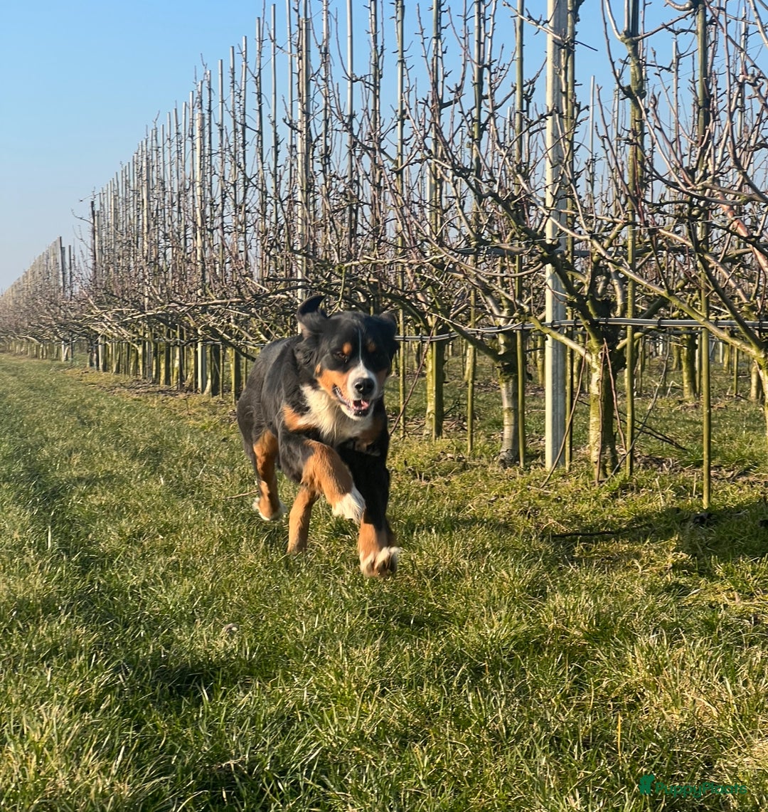 Kruising honden te koop: Onze lieve Boulab puppy’s zijn te koop in Buren - Afbeelding 4