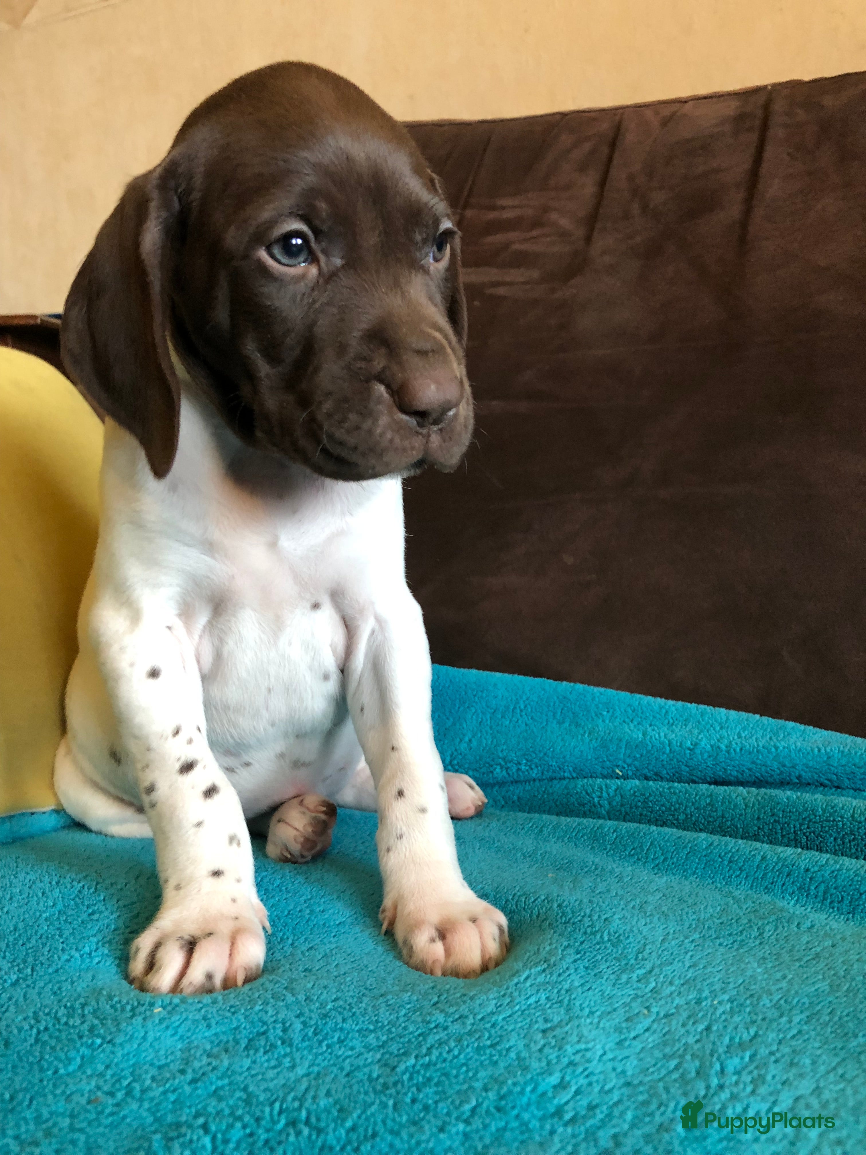 Duitse Staande Hond Korthaar honden Duitse staande korthaar pups - Advertentie 1