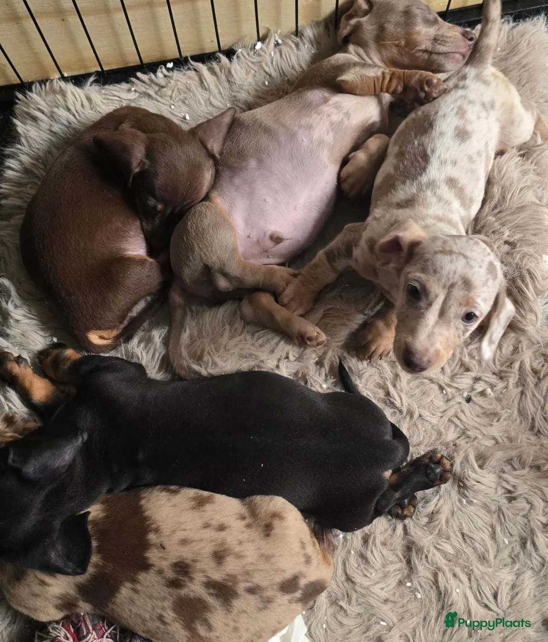 Dwergteckel honden te koop: Knapste teckel pups - Advertentie 18