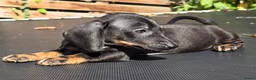 Dwergteckel honden te koop: Knapste teckel pups - Advertentie 17