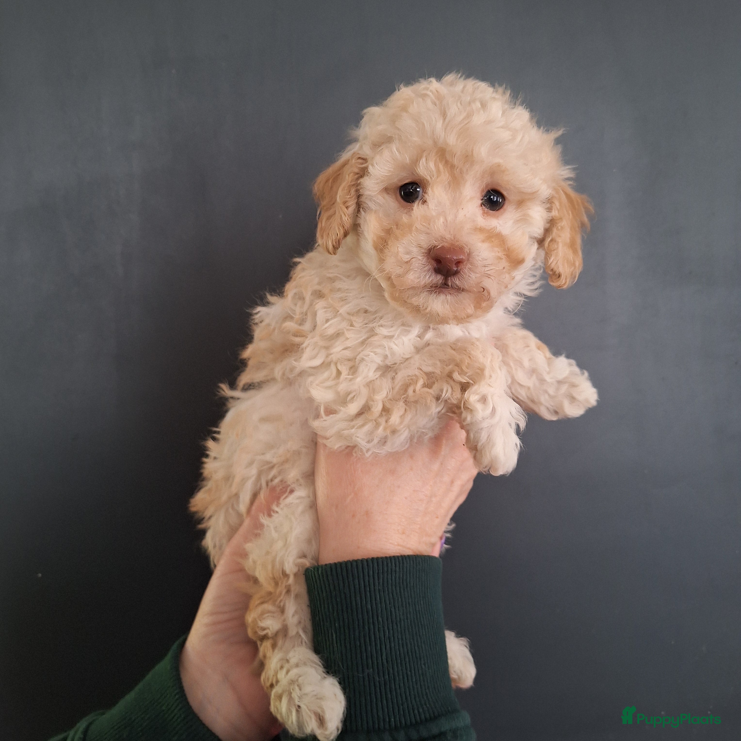 Poedel Toy honden 1 abricot/blond/merle toypoedel reutje - Advertentie 18
