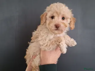 Poedel Toy honden 1 abricot/blond/merle toypoedel reutje - Advertentie 18