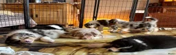 Australian Shepherd honden te koop: 🐾 Australian Shepherd pups, Super sociaal 🌸 - Advertentie 19