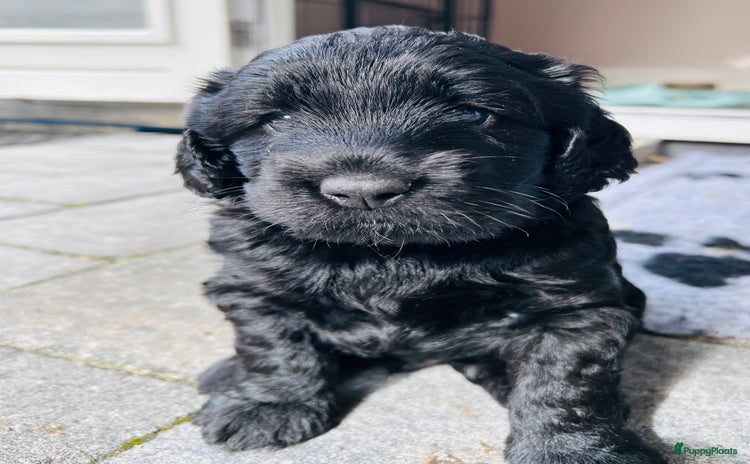Labradoodle honden - Advertentie 3