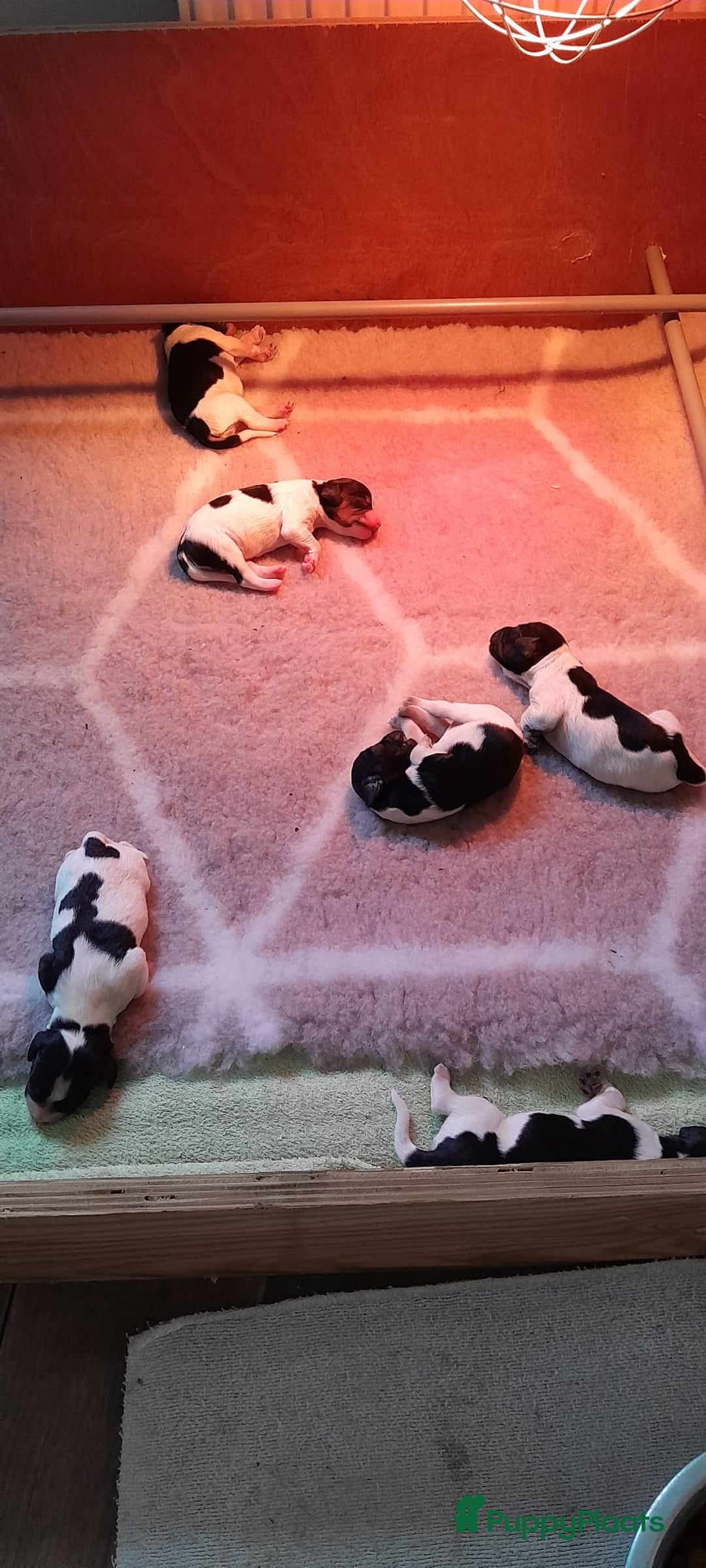 Kruising honden te koop: Friese Stabij X Epagnul Breton  - Advertentie 5