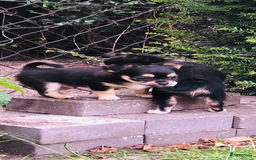 Chihuahua honden te koop: Mooie chihuahua pups in Budel - Afbeelding 14