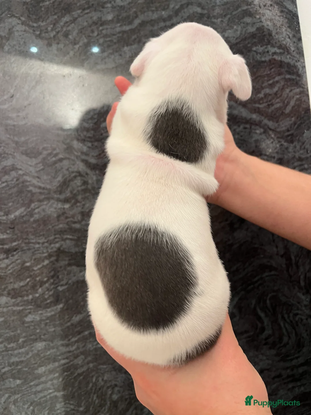 American Staffordshire Terriër honden te koop: Amerikaanse Stafford Pups - Advertentie 14