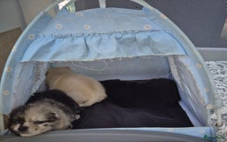 Pomchi honden te koop: Pomchi pups - Afbeelding 10