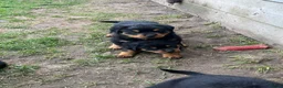 Rottweiler honden te koop: Pups rotweiler in Weert - Advertentie 7