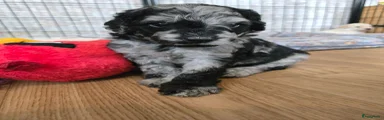 Odin