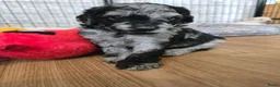 Labradoodle honden te koop: Poedel outcross pups | DNA-geteste ouderdieren - Advertentie 26