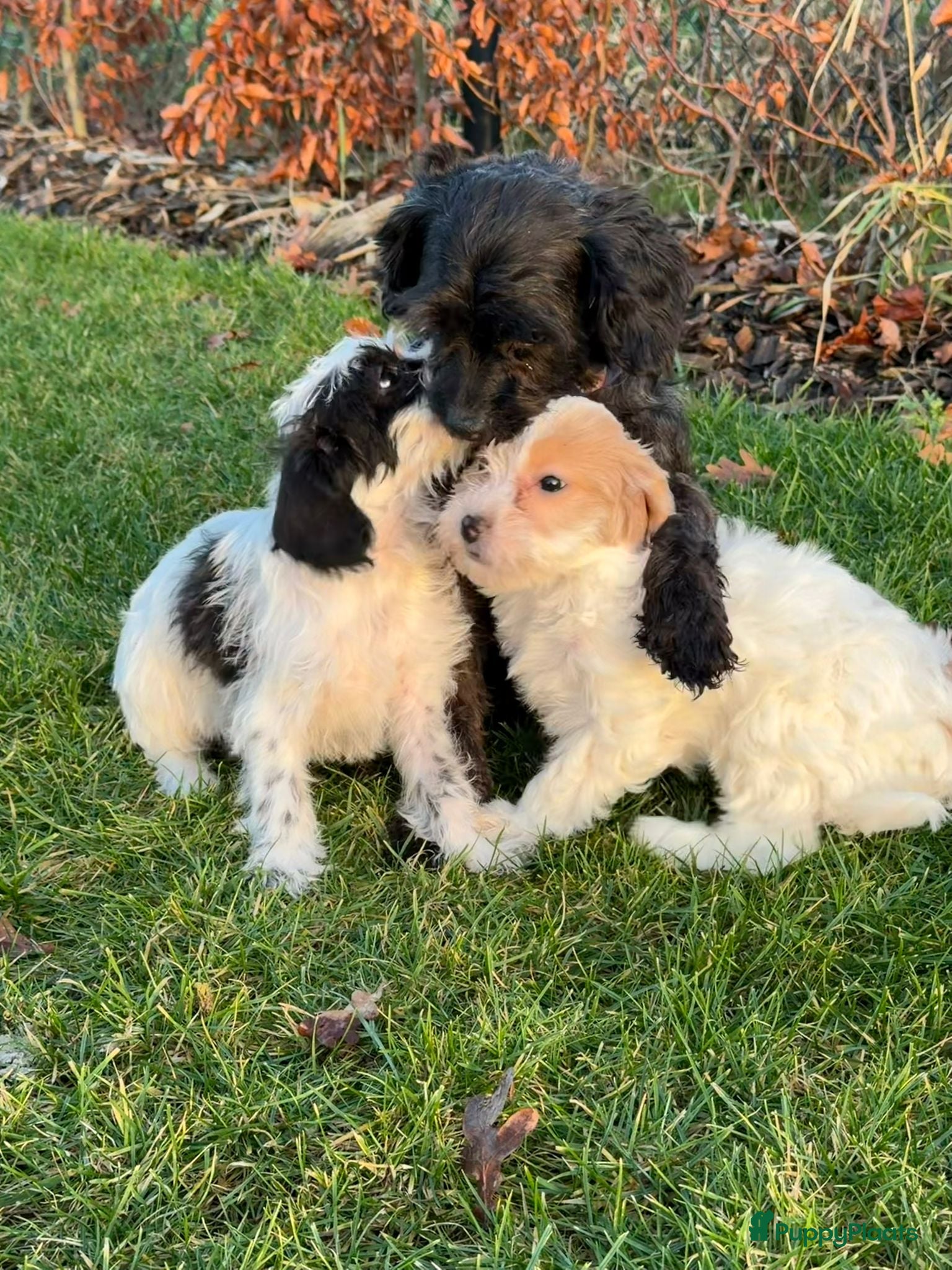 Maltipoo honden Leuke maltipoo pups  - Advertentie 1