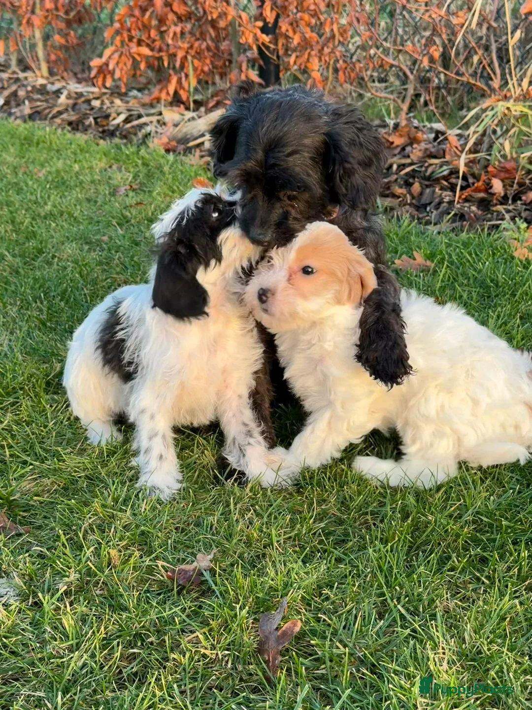 Maltipoo honden te koop: Leuke maltipoo pups  - Advertentie 1