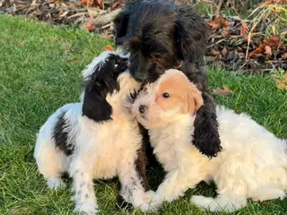Maltipoo honden Leuke maltipoo pups - Advertentie 1