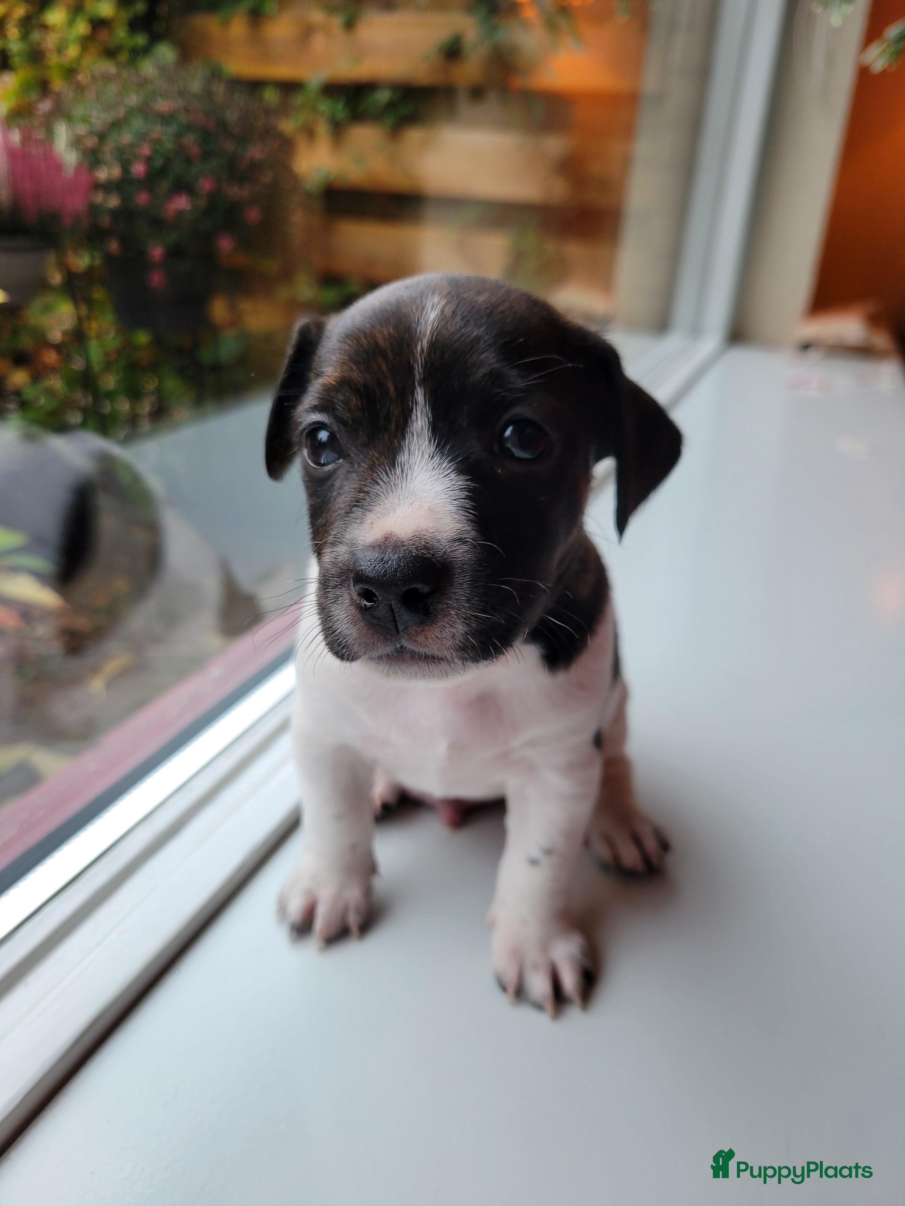 Jack Russel Terriër honden Jack Russel pups merle  - Advertentie 4