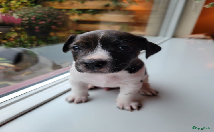 Jack Russel Terriër honden Jack Russel pups merle  - Advertentie 4