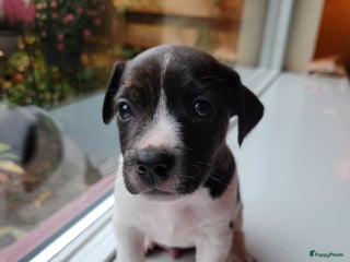 Jack Russel Terriër honden Jack Russel pups merle - Advertentie 11