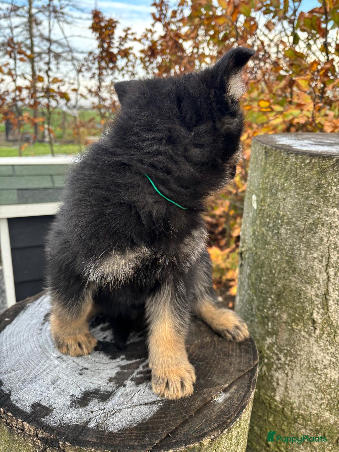 Duitse Herder honden te koop: Duitse herder pups -10 WK- nog 1 pup beschikbaar! - Advertentie 23