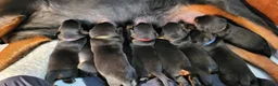 Rottweiler honden te koop: Rottweiler pups met stamboom  in Odijk - Advertentie 14