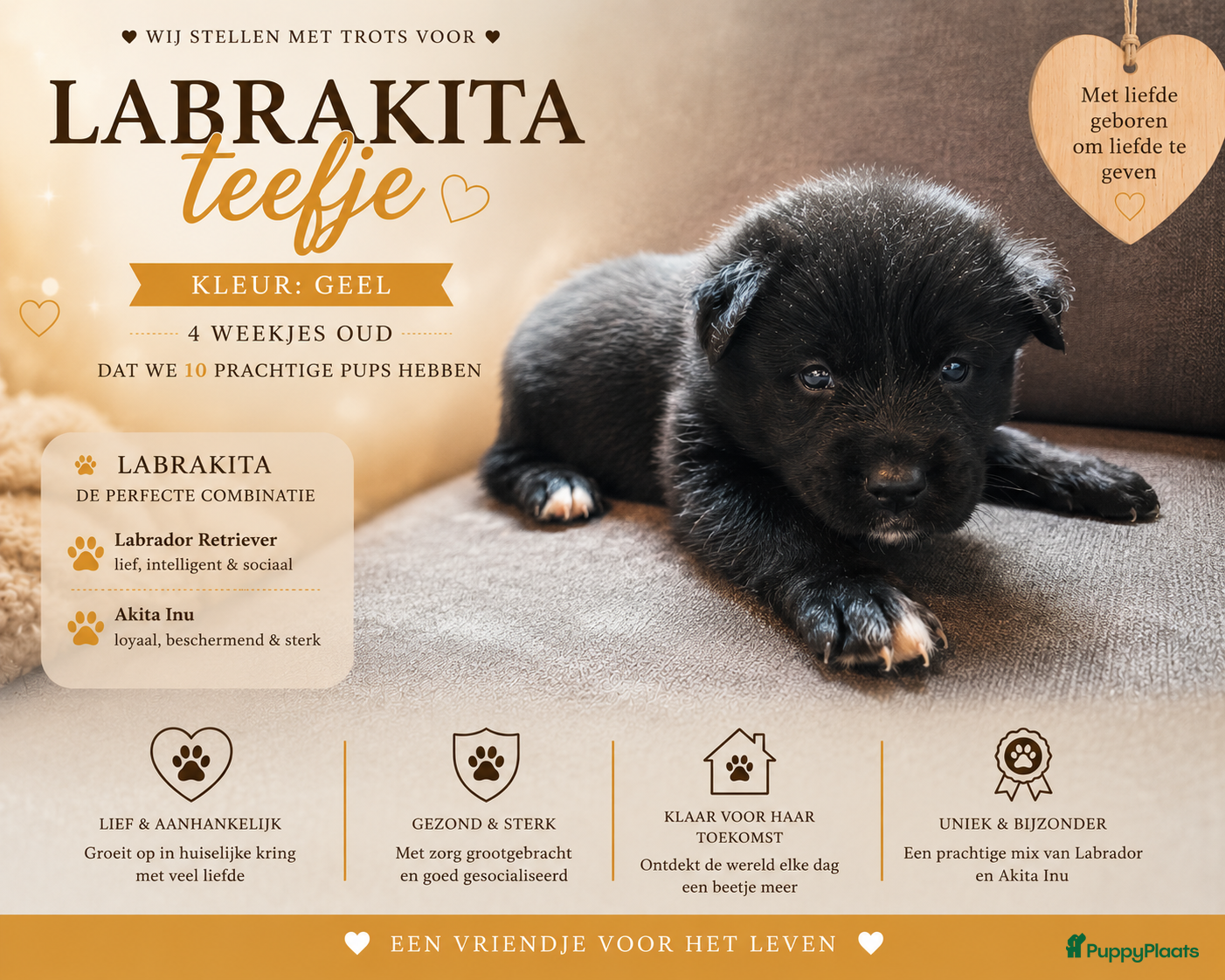 Kruising honden te koop: Labrakita pups (Labrador x Akita) Loyaal & speels - Advertentie 24