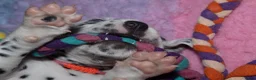 Dalmatiër honden te koop: Dalmatier pups - Advertentie 15