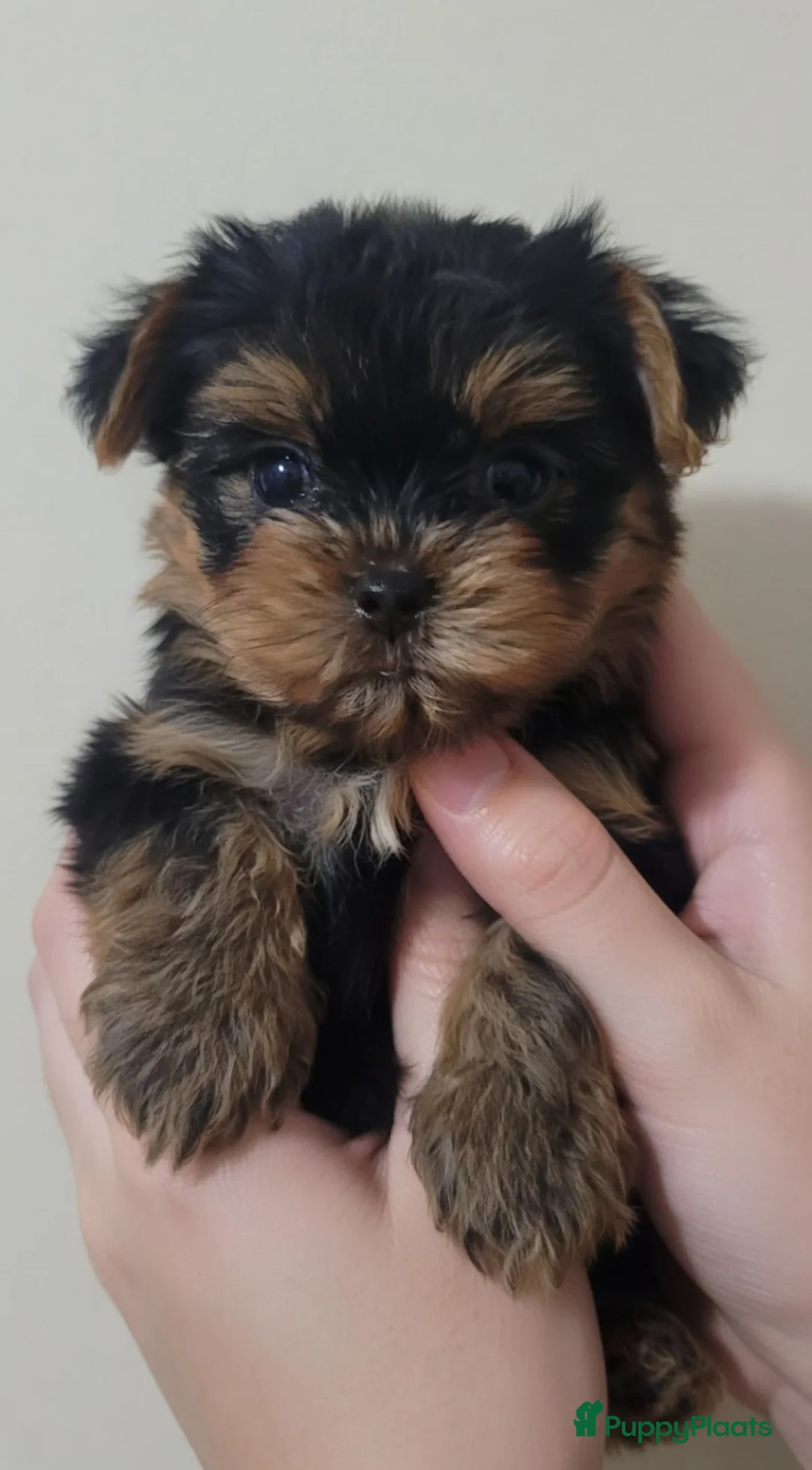 Yorkshire Terriër honden te koop: Yorkshire Terriër puppy - Advertentie 2