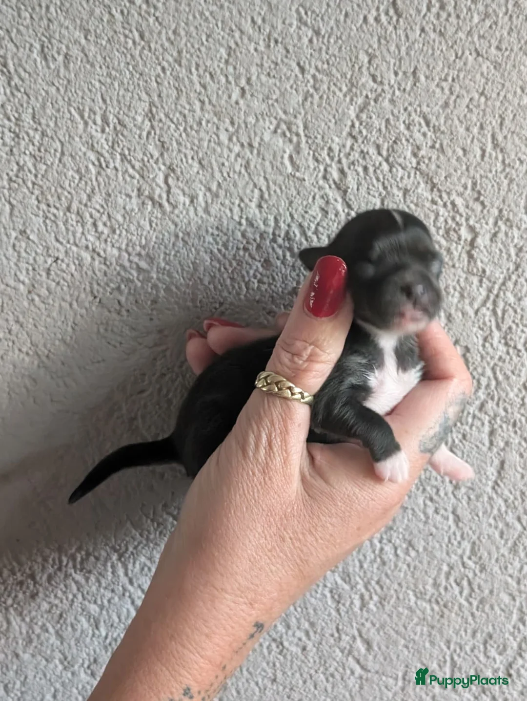 Chihuahua honden te koop: raszuivere chihuahua puppy teefje - Advertentie 1