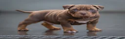 Amerikaanse Bully honden te koop: American Bully pocket pups verwacht geteste ouders - Advertentie 17