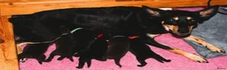 Australian Kelpie honden te koop: Australian Kelpie pups zoeken actieve baasjes - Advertentie 11