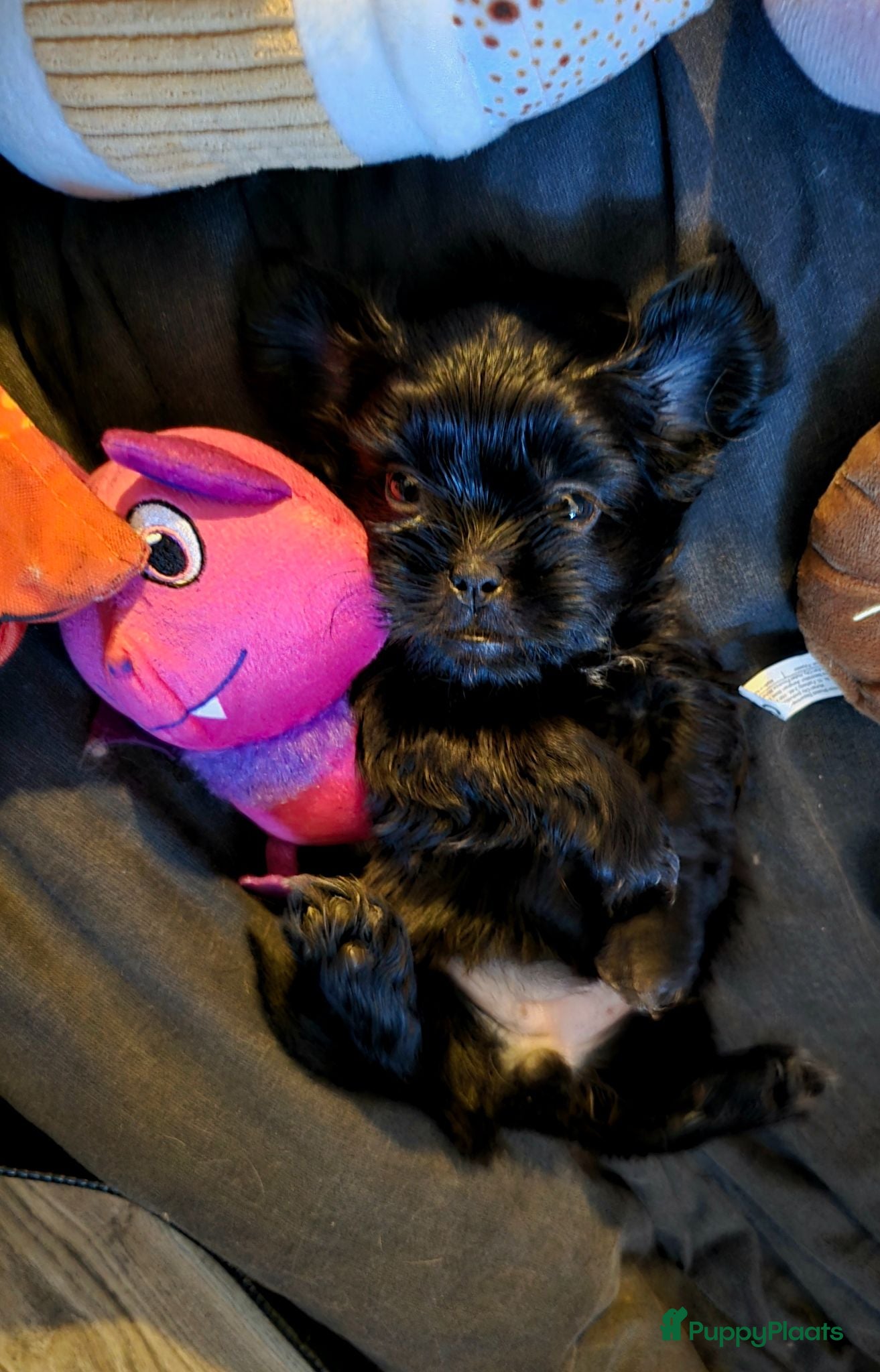 Kruising honden Nog 1 Zwarte Boomer Pup Meisje🖤 Shih-Tzu/Boomer - Advertentie 3