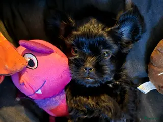 Kruising honden Nog 1 Zwarte Boomer Pup Meisje🖤 Shih-Tzu/Boomer - Advertentie 3